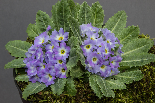 Primula ?Soup-plate?